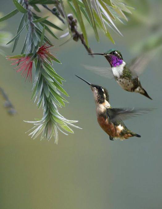 stevekrohn's tweet photo. "Hummingbird's delicate grace reminds us that life is rich, beauty is everywhere, every personal connection has meaning and that laughter i… https://t.co/8VVBM3PJ5k