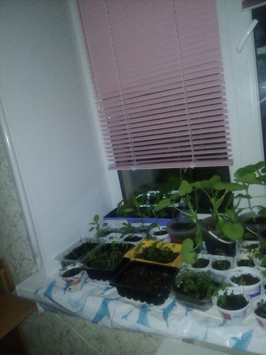 жду когда это все нахуй увезут на дачу и я наконец буду спать на окне
но увезут это не раньше 5 июня, чиорт