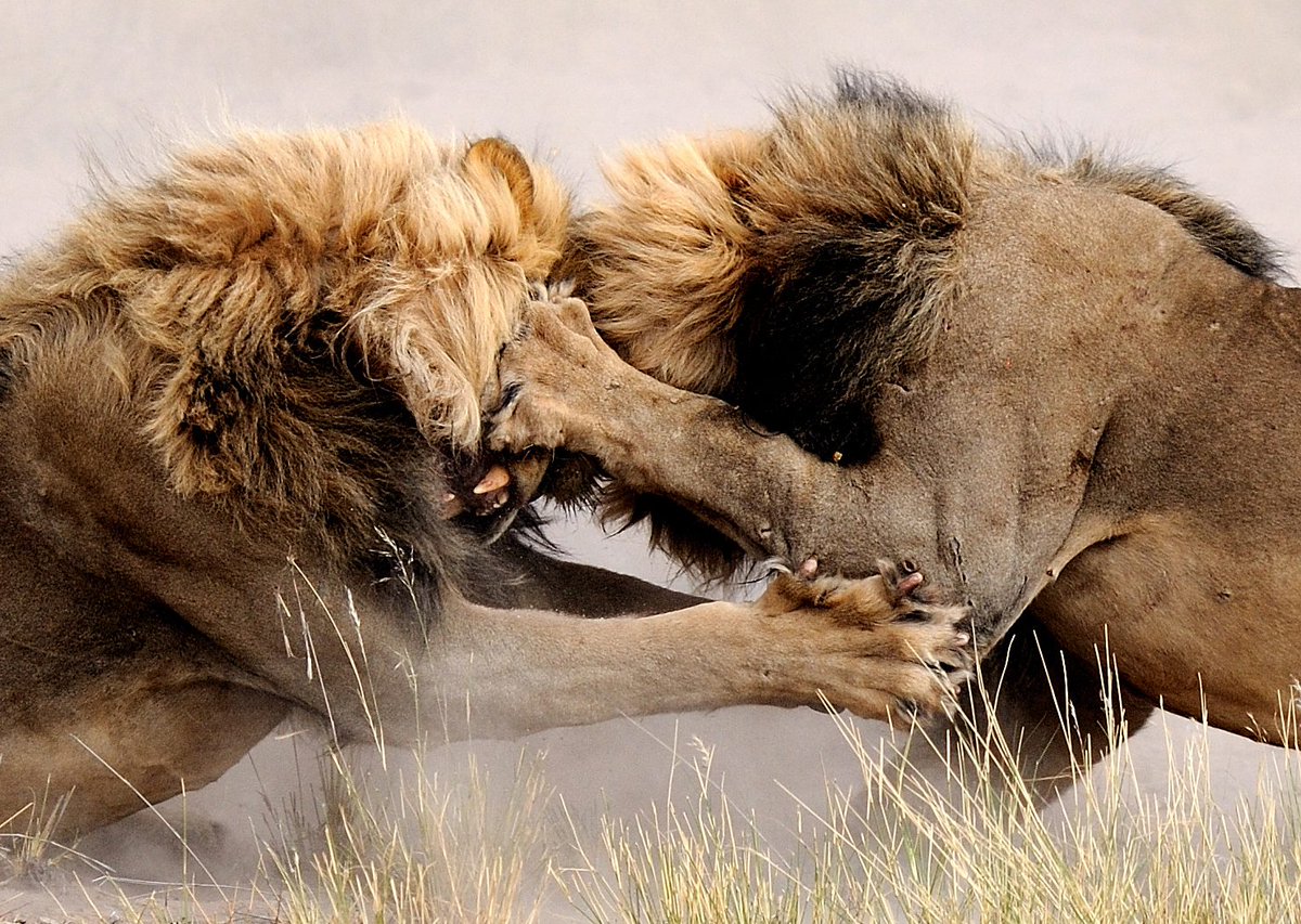 WLionsRoam's tweet photo. #WLRFeaturedPic for March 2017 Week 4: Lorraine Bettex https://t.co/8e4XRLb8dC  
#Photography #Lions #LionsFighting #Africa #ecotourism https://t.co/m0pRLWZp55