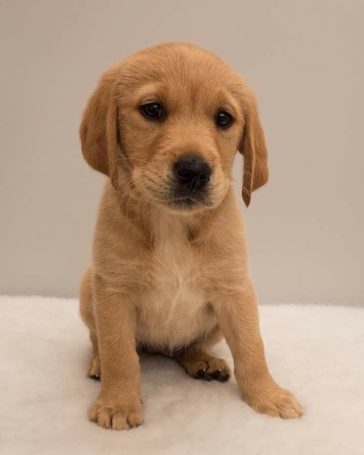 BTMaximus's tweet photo. It's been a long time, but here is my mums name a puppy guide dog.
Ace is her name, my dad says thank you to everyone. She is beautiful. https://t.co/t7znfCSF4l