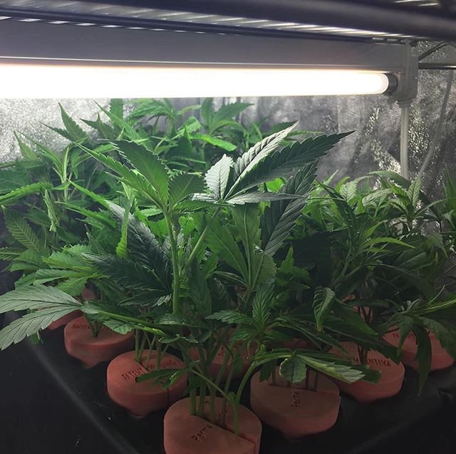 PermaClone's tweet photo. By: https://t.co/oqQeX1Px1s
“Locked and loaded 🔫 while I clean and sterilize my 144 TurboKloner...
#clones #clonegame #weedporn #cannabis https://t.co/ykFjWzMyUq