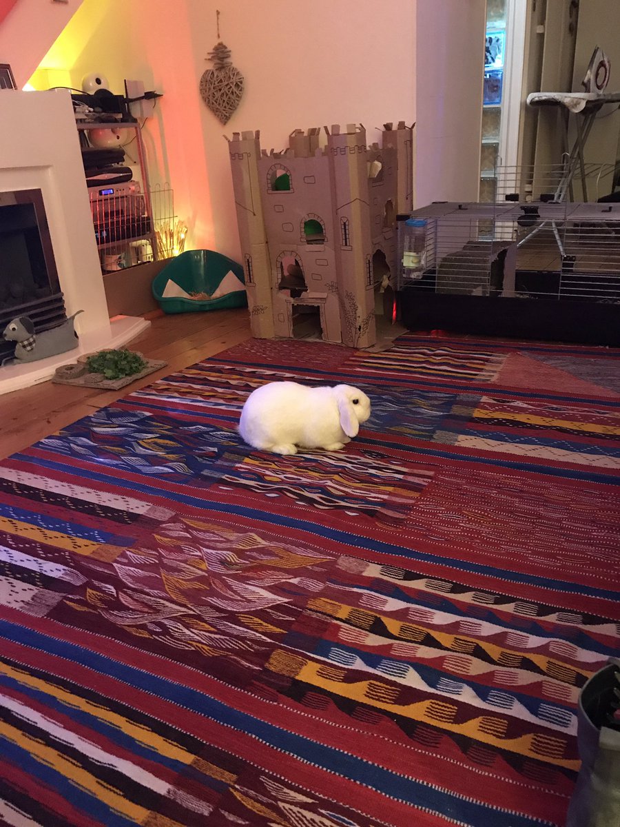 Carlinamoon's tweet image. Gwyn... I preferred his previous name @Cadiffan12 😉😂 #samecolour 🤔😂