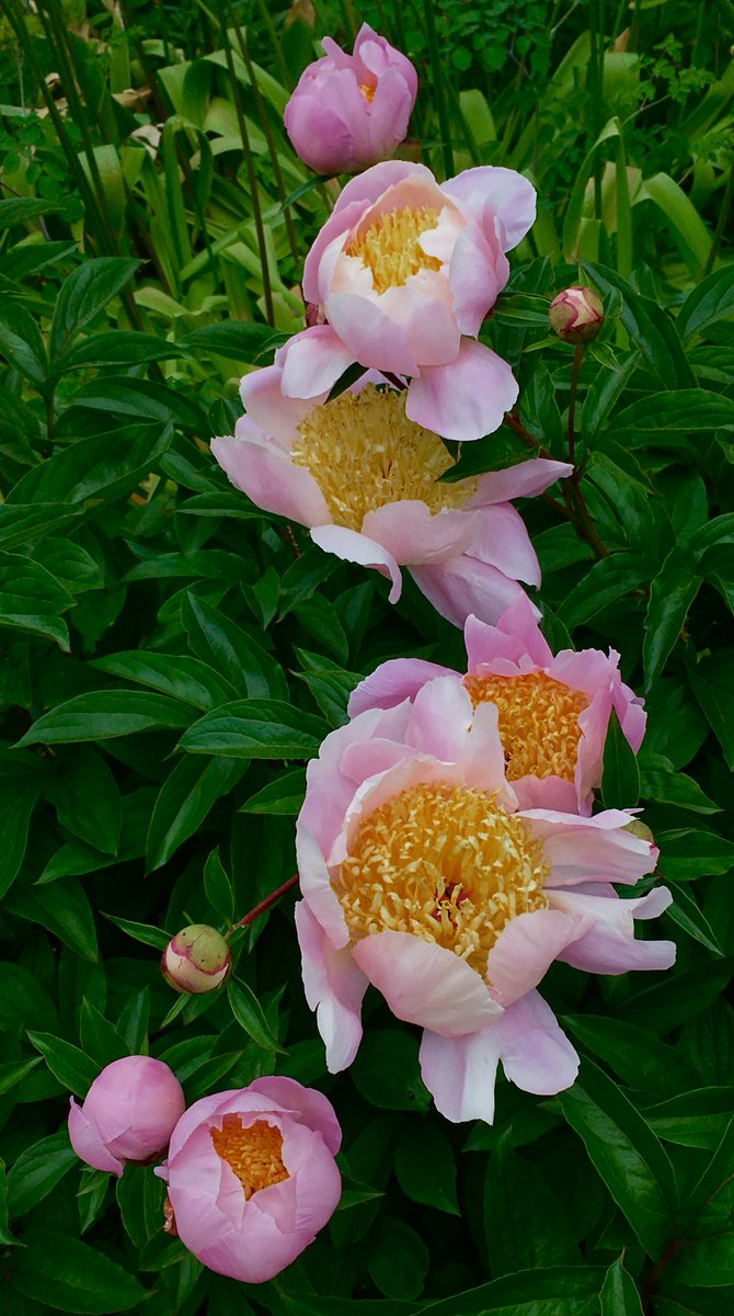 mandolajoe's tweet photo. #Peonies in the #English_Garden #Conservatory_Garden #CentralPark #NYC #Spring_Flora https://t.co/eWaW3T3I1h