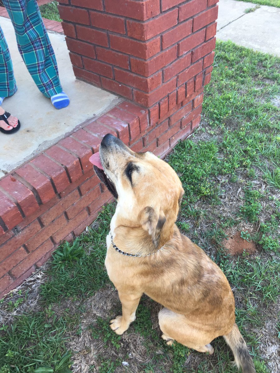 elizabeth tweet media