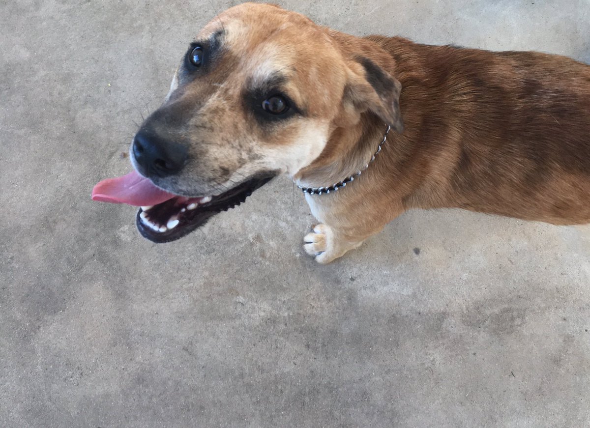 elizabeth tweet media