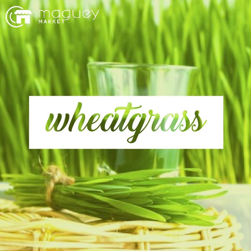 MagueyMarket's tweet photo. ¡ #Wheatgrass para todos! Haz clic para conocer sus beneficios y empezar una sana alimentación https://t.co/HlsljGoBwL https://t.co/HjD7J1c6ZF