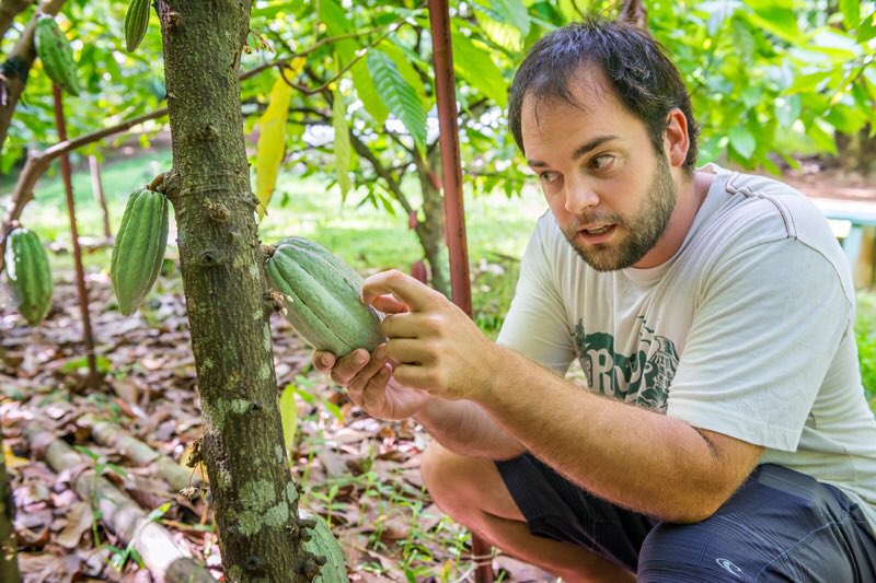 TastingKauai's tweet photo. Will Lydgate of @SteelgrassFarm shows guests how to tell when a chocolate pod is ripe during their weekly tours. #EHIFarmDay17 https://t.co/8HD2MjZPK7