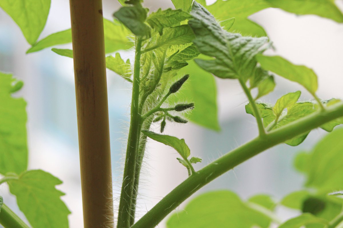 LvanR's tweet photo. Knopjes in de cherrytomaten plant! Dit en meer vind je in de laatste update van mijn #moestuin avonturen https://t.co/aepPQ9C1bI #ahmoestuin https://t.co/aDA2xQE88j