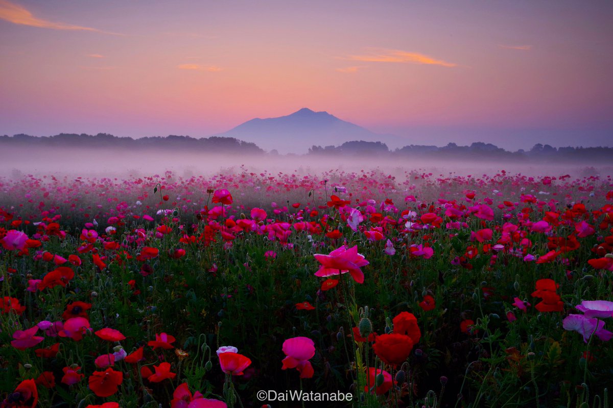 Dai Watanabe 写真 小貝川ふれあい公園のダイヤモンド筑波とポピー畑 少しモヤってましたが綺麗でした ポピー 下妻市 筑波山 ファインダー越しの私の世界