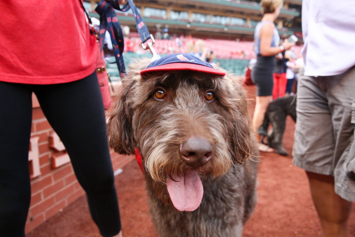 We had a puppy parade before the game! ♥️  #WhoLetTheDogsOut https://t.co/wKD9WZbvdN