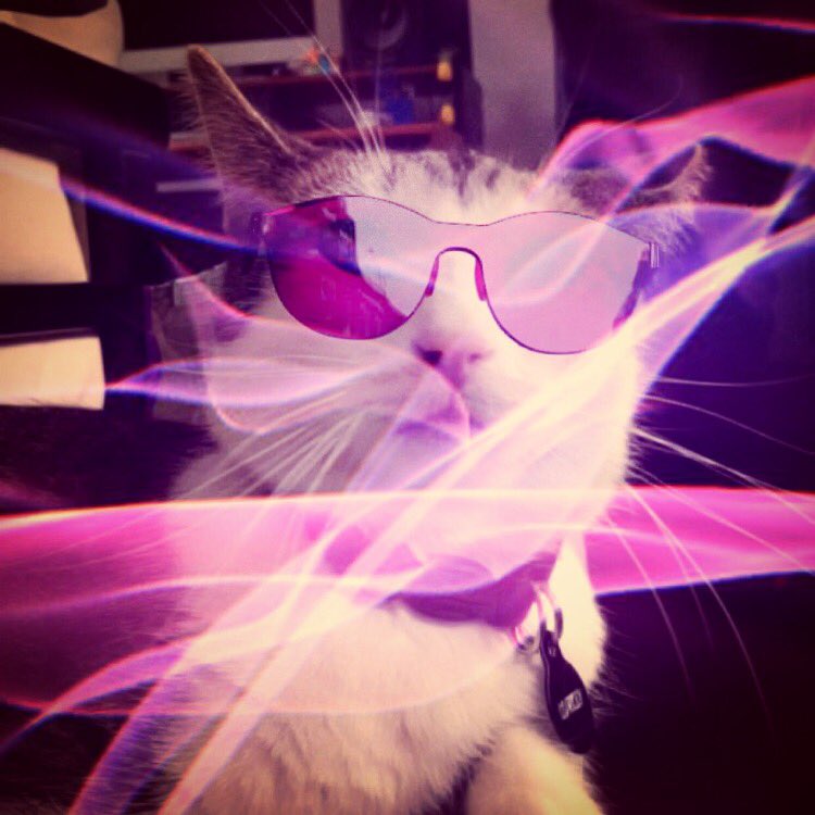 LowKeyTheCat's tweet photo. This catnip is straight 🔥🔥 https://t.co/YLHtSMcCvE