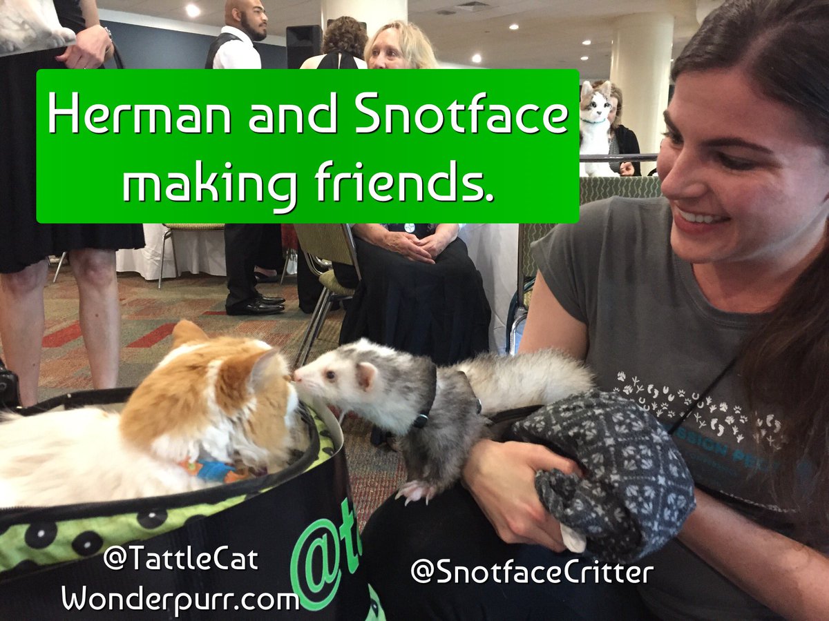 TattleCat's tweet photo. Making friends with @SnotfaceCritter at #Blogpaws #NoseToNose awards. https://t.co/u3I7lJipdp