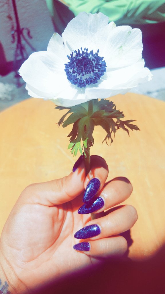melloskitty's tweet photo. 🌹🌹🌹. #enchantedAF https://t.co/yawtEz27Fw