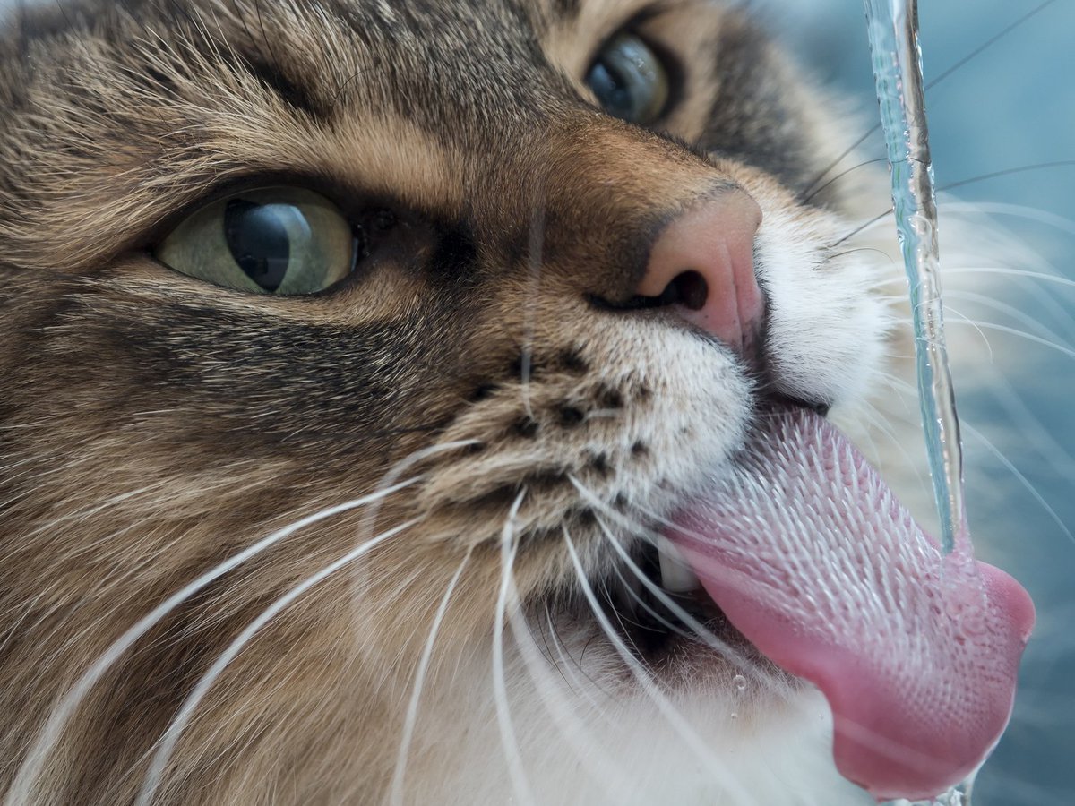 Petco's tweet photo. Get fresh! #DidYouKnow cats don't like stale water? Wash &amp; refill their bowls daily. #Caturday https://t.co/kXiqgJwAqk