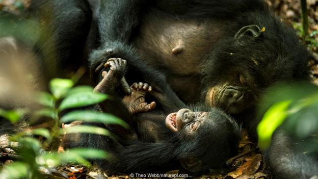 Bonobos and even rats enjoy a little tickle 😂 bbc.in/2q052yc
