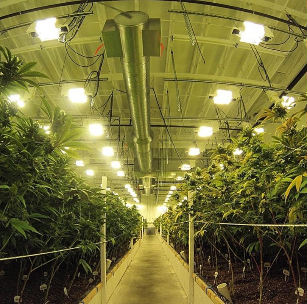 MendocinoGroup's tweet photo. Entrepreneurs are using tech to connect a discreet #marijuana industry https://t.co/hRrc1a78OC via @Metrotimes https://t.co/dejE44iHz0