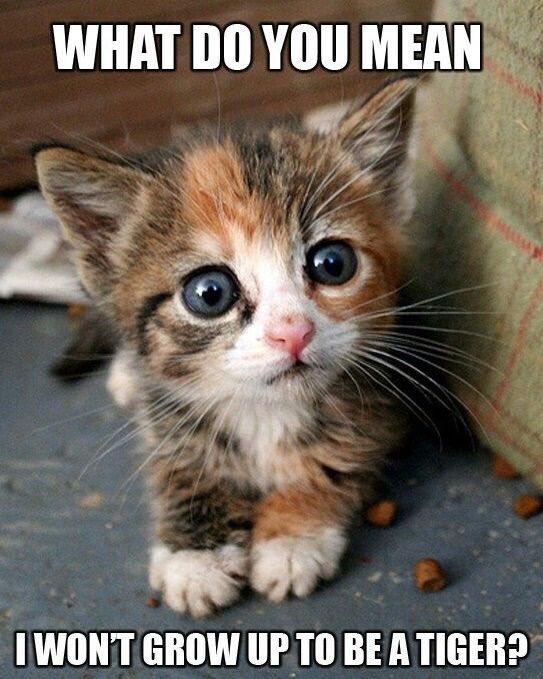 ✨🐾🌹Red🌹🐾✨ tweet media