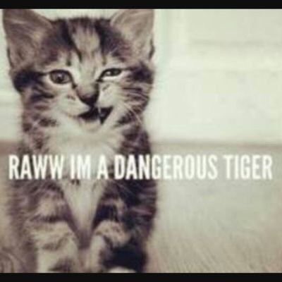 ✨🐾🌹Red🌹🐾✨ tweet media