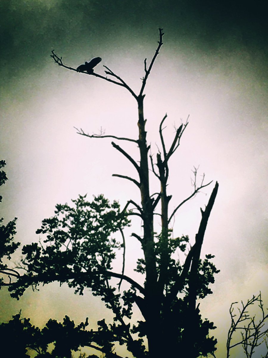 matthewlshell's tweet image. Even an ol&apos; buzzard has beauty within it. He&apos;s catching the last rays of the Sun before the long night.