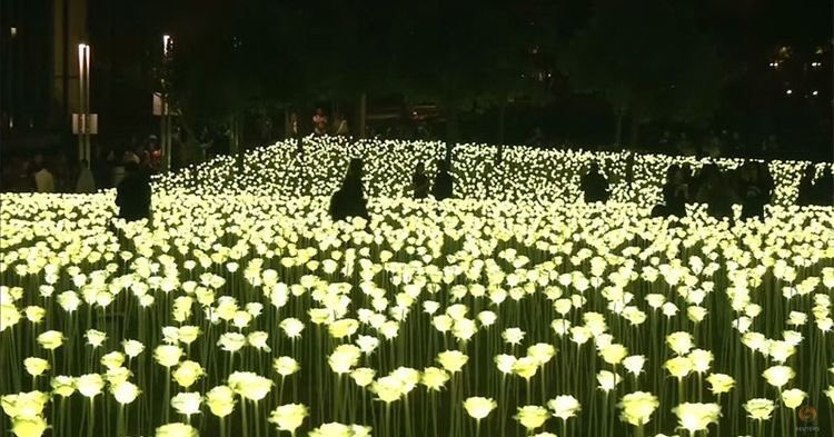 flourescant's tweet photo. Valentine's Day in Hong Kong, a field of illuminated roses 🌹 https://t.co/b74JEyUr9h