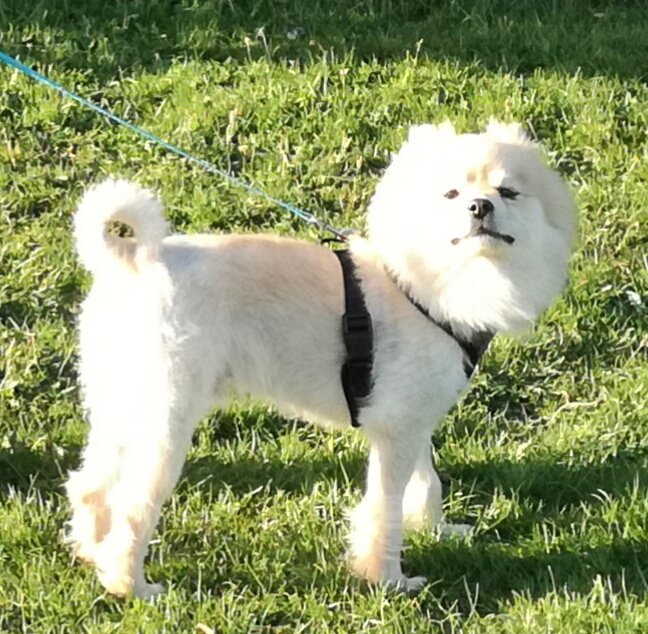 Missing since 7pm Thursday. Please RT <a href="/AshingtonTown/">Ashington Town Team</a> <a href="/DoglostUK/">DogLost</a>  <a href="/northumbriapol/">Northumbria Police</a>
