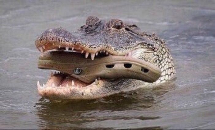 Look how instinctively, the mother croc carries the baby in its mouth. Nature is beautiful.