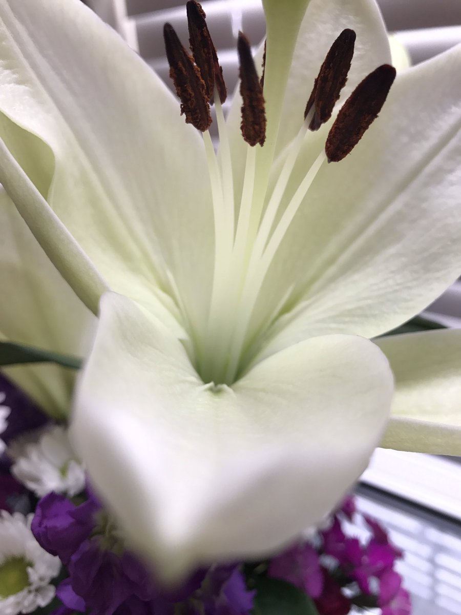 jordan23queen's tweet photo. #Lilly #flowers https://t.co/oK5rR0cypl