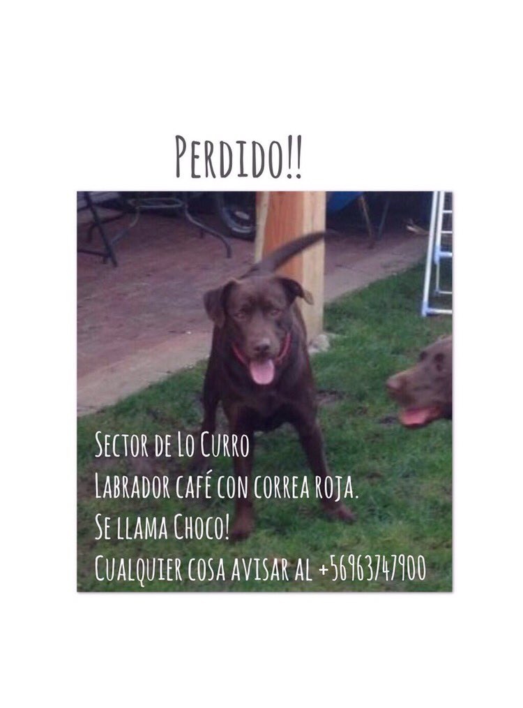 Mi perro se perdió el jueves en El Canal con Gran Vía, Vitacura. RT RT RT 💔💔😪😪😪