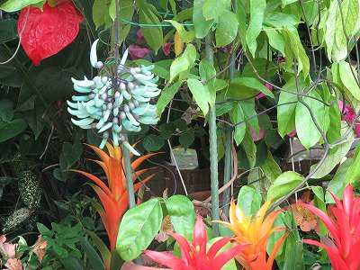 東谷山フルーツパーク V Twitter 5 21 珍しい花 世界の熱帯果樹温室にて 神秘的な色をみせる ヒスイカズラ が開花間近となっています 宝石の翡翠のように美しい花が フジのように垂れ下がって咲きます とても珍しい花ですので この機会に一度ご覧になっては