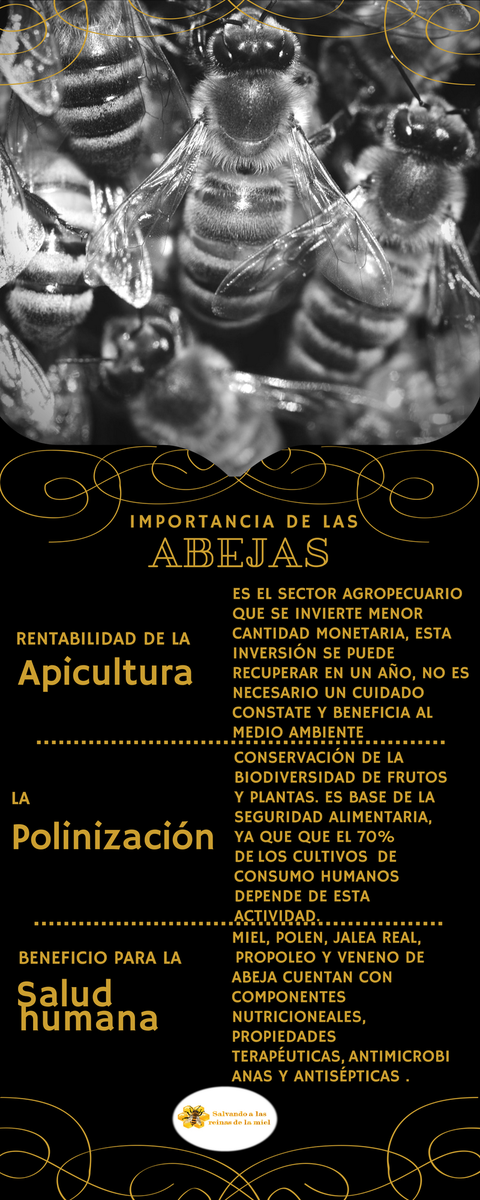 SalvandoAbejas's tweet photo. En México la #apicultura deja una derrama económica de dos mil 400 millones de pesos, existe una producción anual de 60 mil toneladas. https://t.co/6JuJXfJkeP