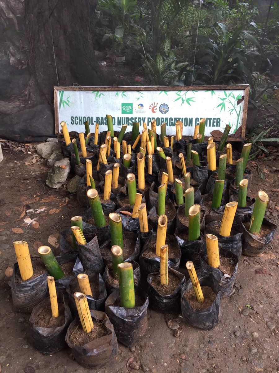 EcowatchAdZU's tweet photo. Bamboo propagation with the ASSP students. Visit our page for more info. #GOGREEN #bambooplanting https://t.co/7IymdkpRg5