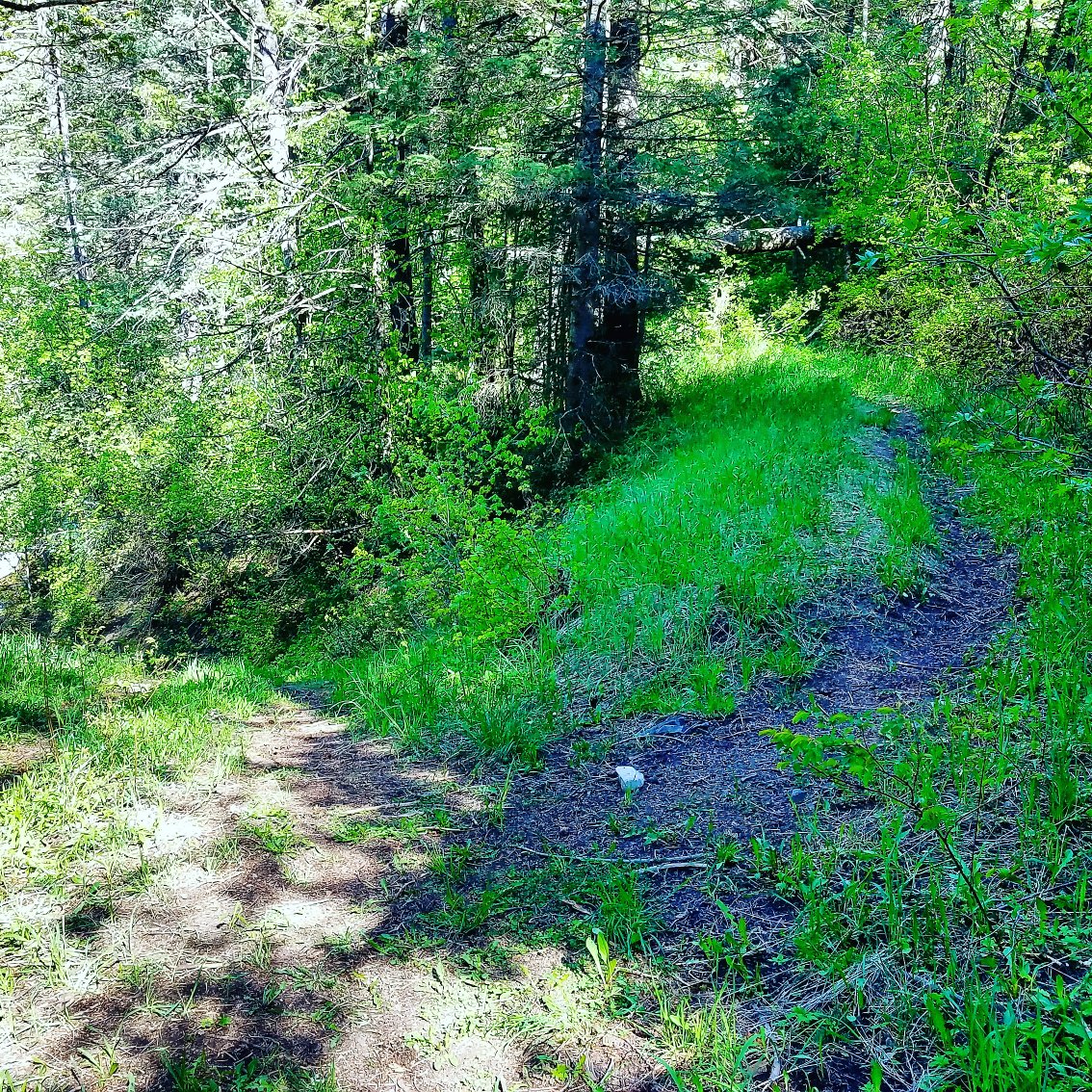 matt7rb's tweet photo. That moment when "two woods diverge in a wood, and I took the one less traveled by," and it was totally worth it :) https://t.co/oHjE4KY6B1