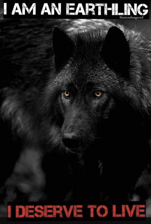 MikeACollins1's tweet photo. #BoycottBeef to save not 
Only Gray Wolves but Wild Horses
Wild Bison and the very Wilderness
That binds us all together at the 
Same time https://t.co/Bev5uMX7J8