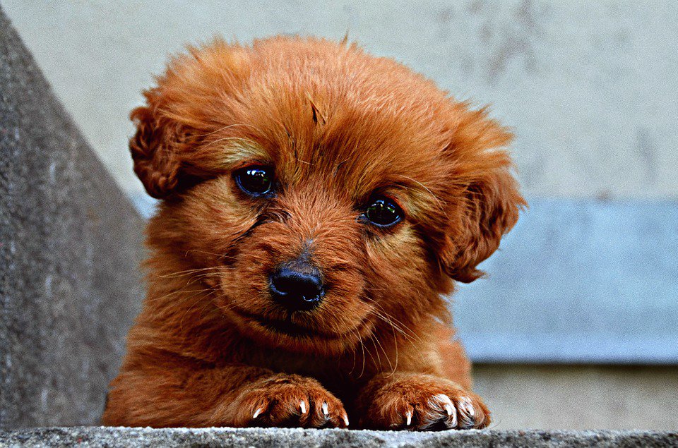 Perritos_Tw's tweet photo. Parece un perrito de mentira https://t.co/BhVybydlLf