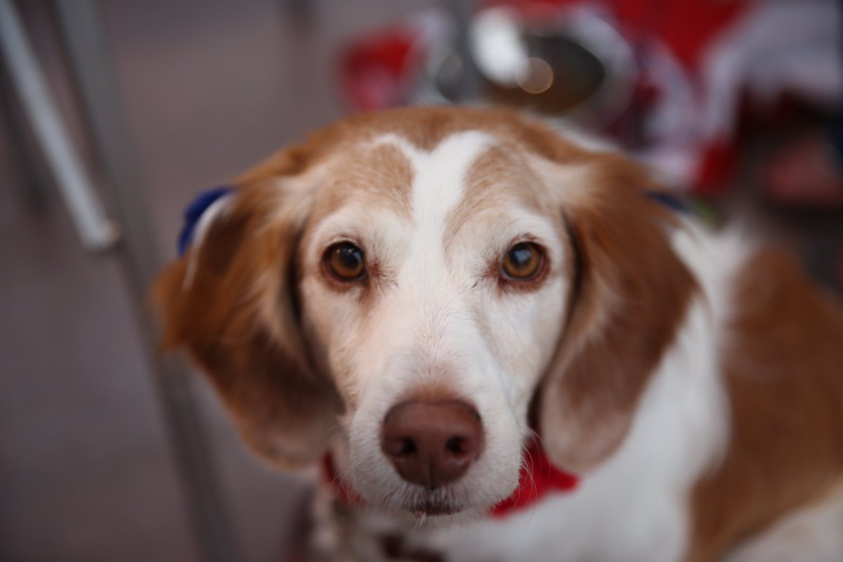 That rain delay was ruff!   We resume in the top of the 11th inning. It's a 0⃣-0⃣ ballgame.  #STLCards https://t.co/FhB3D7hRIt