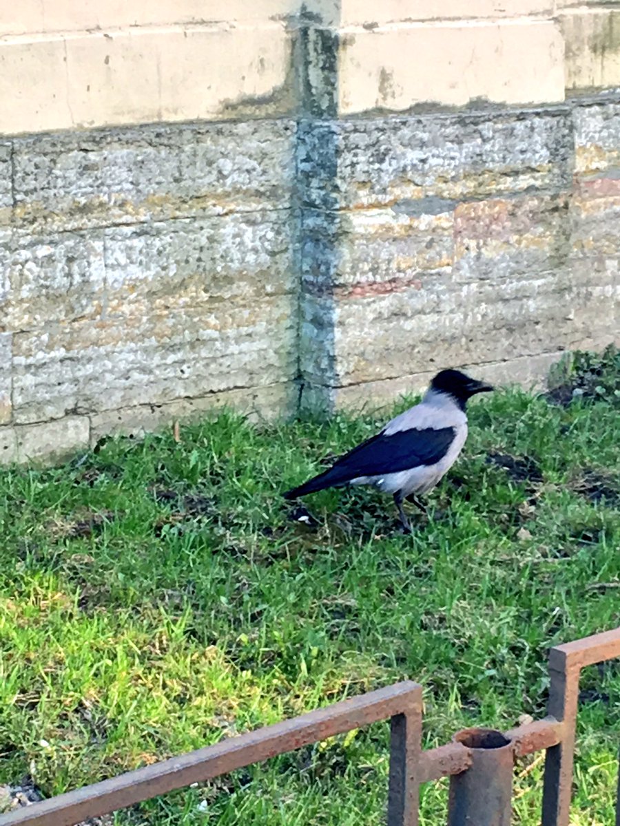 蛟 みずち こんにちは Rtで回ってきたのを拝見しました ニシコクマルガラスではないです 英名 Hooded Crow 学名 Corvus Cornix 日本語だとズキンガラスとかハイイロガラスと呼ばれているようです 蛟 みずち こんにちは Rtで回ってきたのを拝見しました ニシコクマルガラスではないです 英名 Hooded Crow 学名 Corvus Cornix 日本語だとズキンガラスとかハイイロガラスと呼ばれているようです