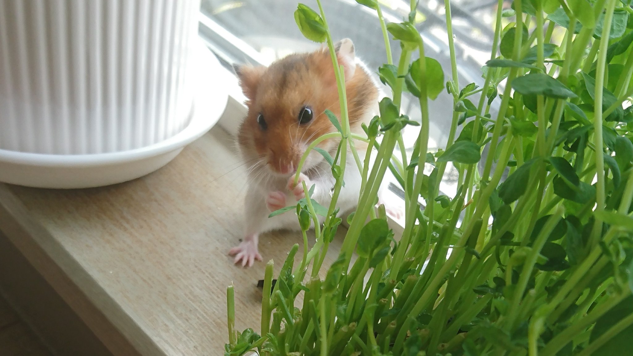 O Xrhsths Hamster S Room Ten S Family Sto Twitter ㅅ おはハムでしっ 今日も朝から遊ぶwしたら部屋ンポさせてもらったでしっ サラダバーも発見 豆苗は葉っぱも豆も ฅ ฅ O Xrhsths Hamster S Room Ten S Family Sto Twitter ㅅ おはハムでしっ 今日も朝から遊ぶwしたら部屋ンポさせてもらったでしっ サラダバーも発見 豆苗は葉っぱも豆も ฅ ฅ