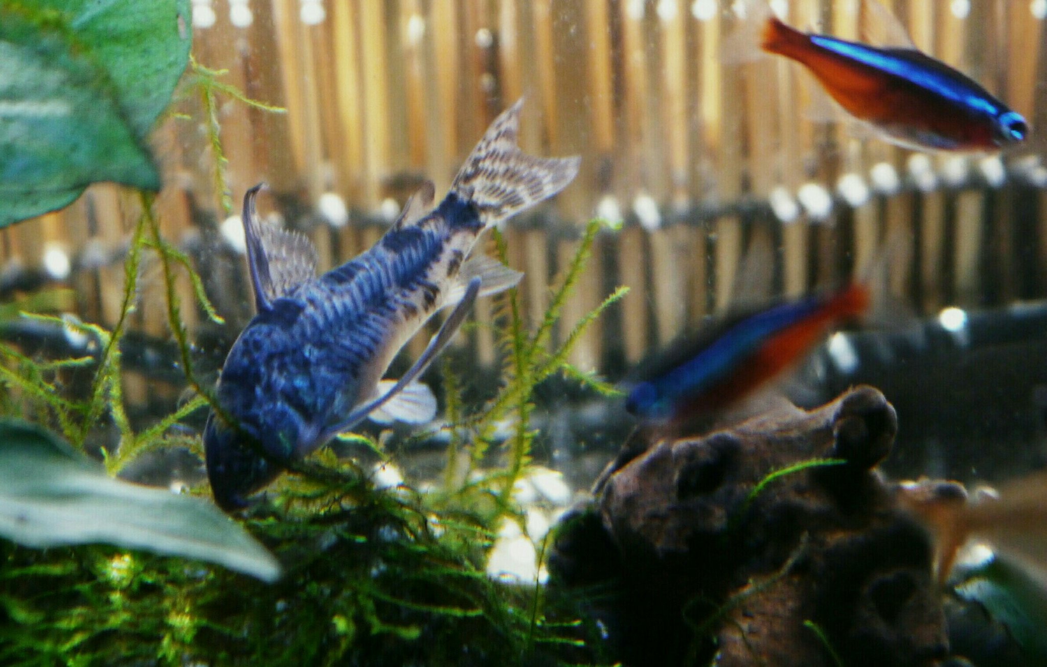 ネコ パンチ 青コリ最強伝説 ちみの 胸鰭はどこまで 伸びるんだぁ コリドラス コリドラスパレアタス 青コリ T Co W9c5hzheoe Twitter