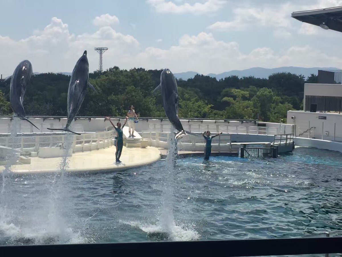 Miko_miaomiao's tweet photo. 京都水族館の🐬🐬🐬
イルカのショー🐬🐬🐬 https://t.co/LHFepFZ1XP