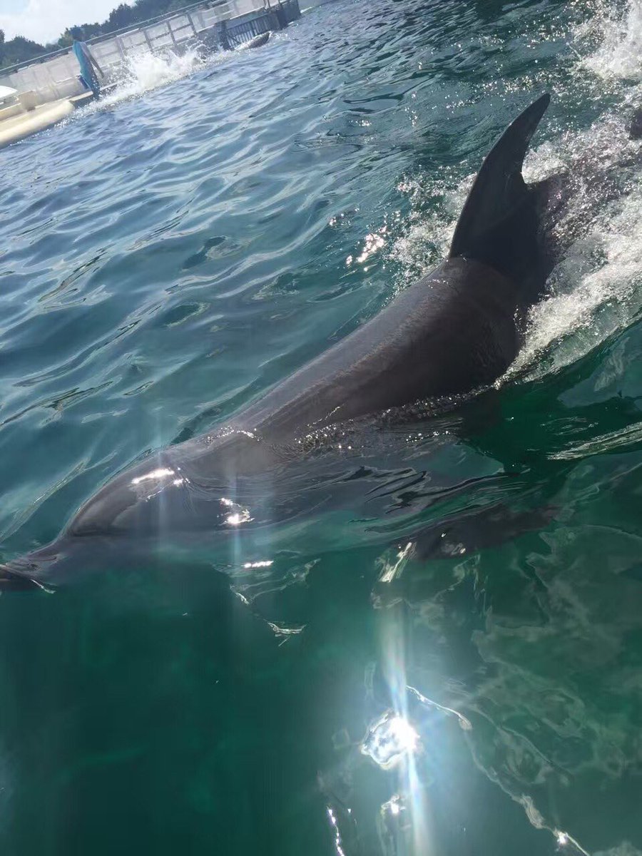 Miko_miaomiao's tweet photo. 京都水族館の🐬🐬🐬
イルカのショー🐬🐬🐬 https://t.co/LHFepFZ1XP