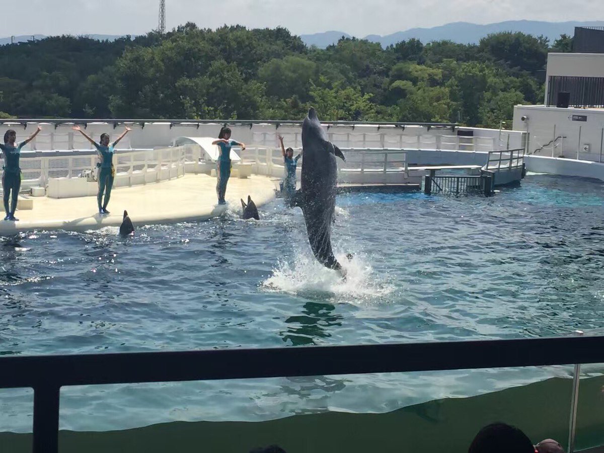 Miko_miaomiao's tweet photo. 京都水族館の🐬🐬🐬
イルカのショー🐬🐬🐬 https://t.co/LHFepFZ1XP