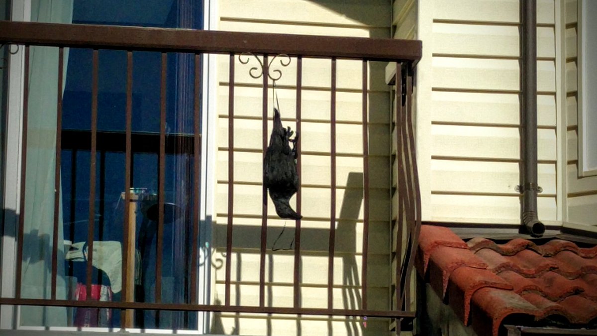 solid_stack's tweet photo. Lovely patio decoration, I hope.
#NotAMurder #HelloPolly #HesResting https://t.co/lvV3nPp519