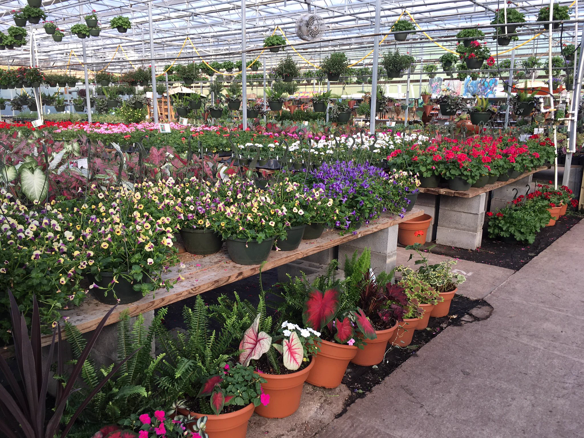 Painters Greenhouse (@paintersplants) / X