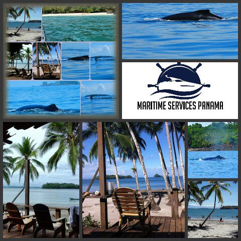Marine Tours to the Gulf of Chiriquí. Contact us! Viajes marinos a las islas del Golfo de Chiriquí. ¡Contáctanos!
#MarineTours #Panama
