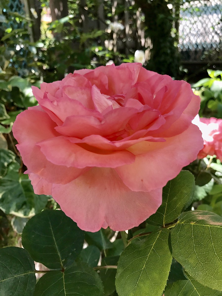 太田光代 真紅の薔薇に 大輪のアロマテラピー いい香り 小さなピンクの蔦薔薇もソワソワ 水撒きしたけど薔薇たちにも暑い夏日ね