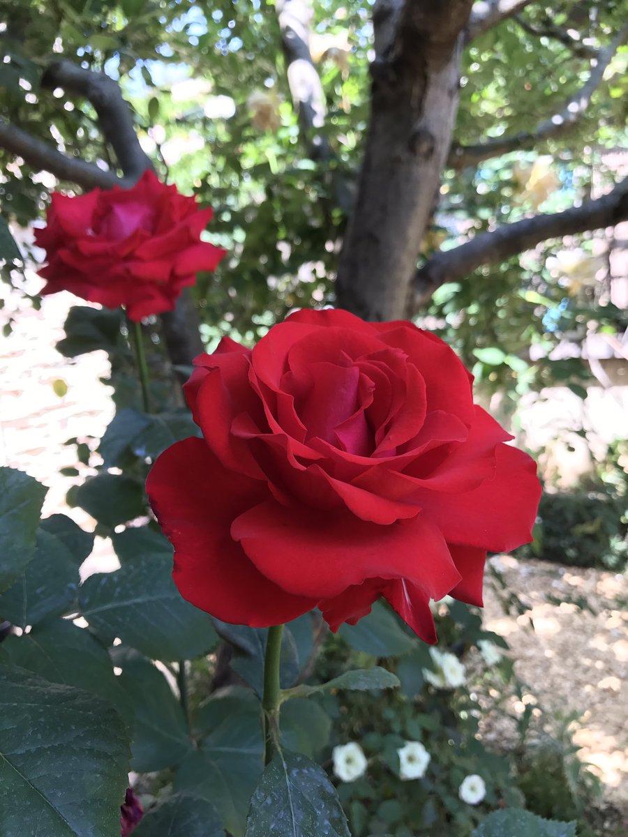 太田光代 真紅の薔薇に 大輪のアロマテラピー いい香り 小さなピンクの蔦薔薇もソワソワ 水撒きしたけど薔薇たちにも暑い夏日ね