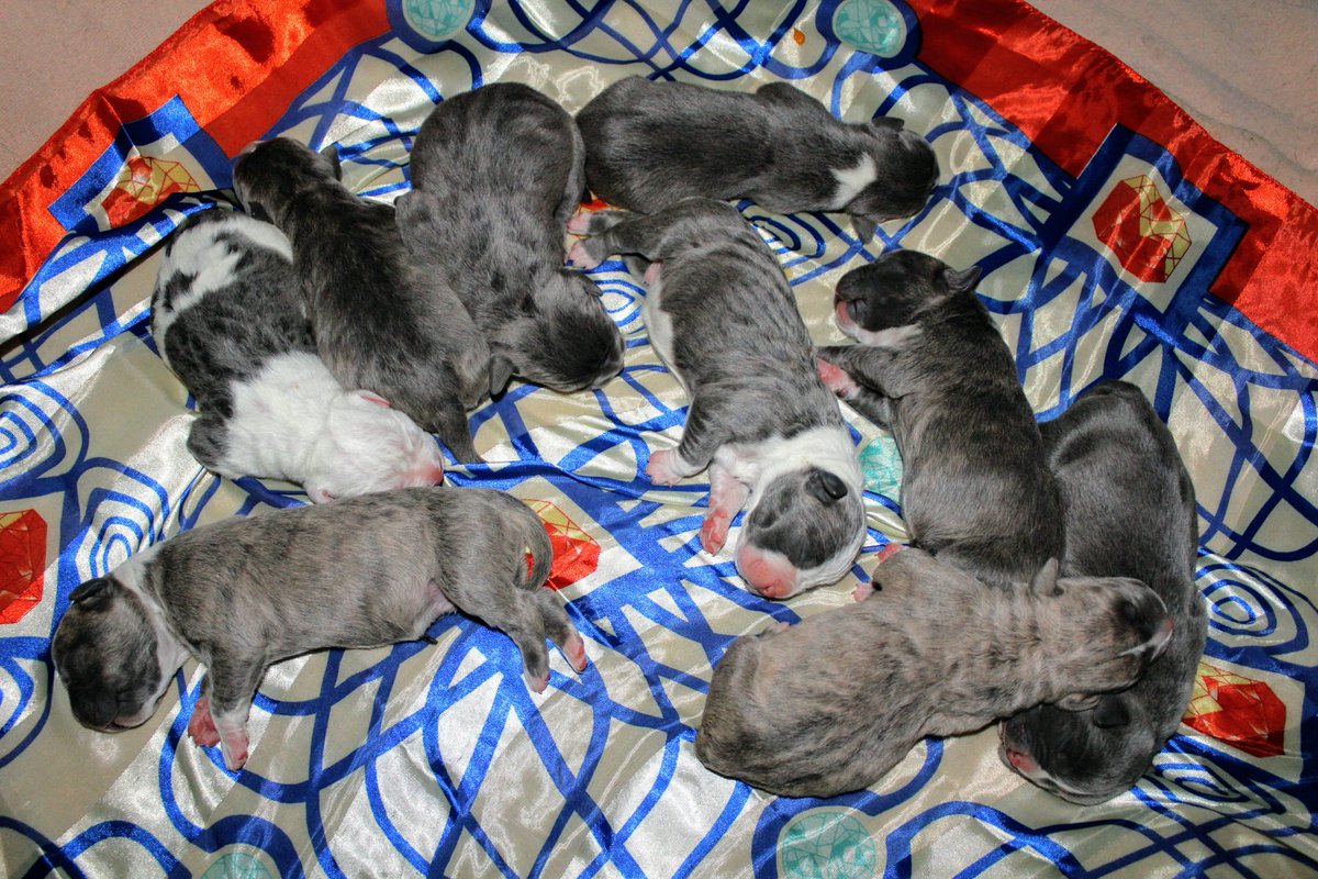 RAREBREED_1719's tweet photo. #sanbernardinosbrarebreedkennels #sbrbk #marlie #quelece #myonna #sbrarebreedkennels #abkc #ukc #pitbull #dreambig #puppies #breeding https://t.co/btrHk9e1U6