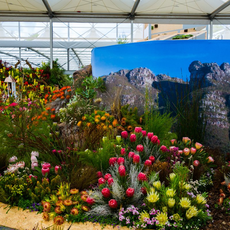 Nicki &amp; James meet the team from Kirstenbosch tomorrow.  Have you had Agapanthus or Restio issues? Let us know using #bbcchelsea