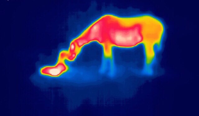Kilkennyvet's tweet image. Just few minutes after foaling, #infraredvision #thermalcamera #thermography #nightvision