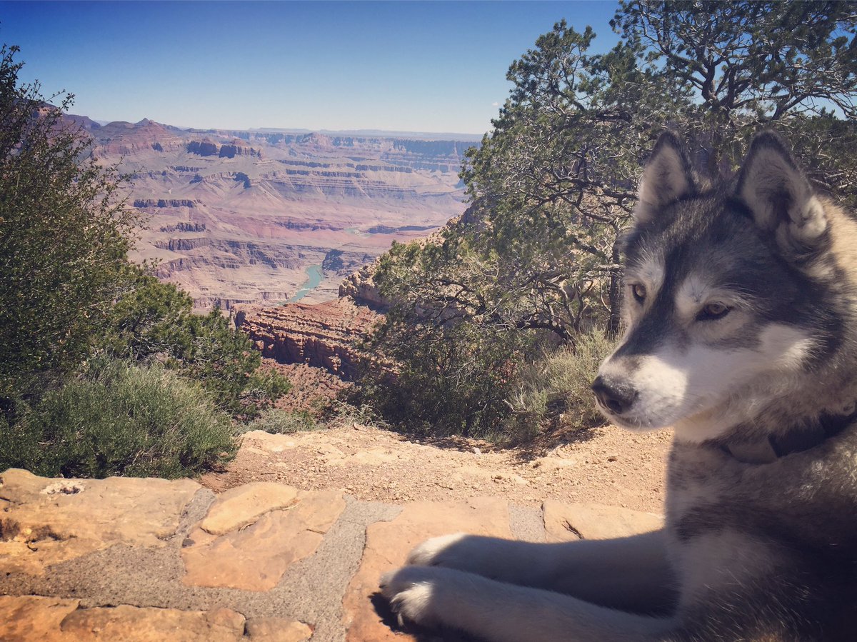 cmusson10's tweet photo. Ain't she #grand ?!  My girl Rayna giving the #GrandCanyon a run for its money.  @GrandCanyonNPS #moranpoint https://t.co/sYSZZnwaaD